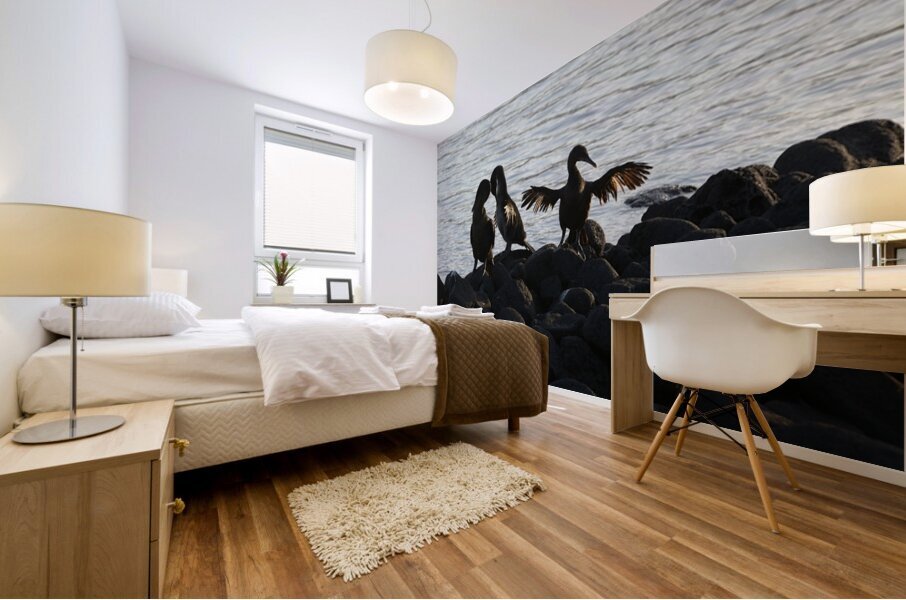 Flightless Cormorants Phalacrocorax harrisi stretching their wings Punta Espinosa Fernandina Island Galapagos Islands Ecuador Mural print