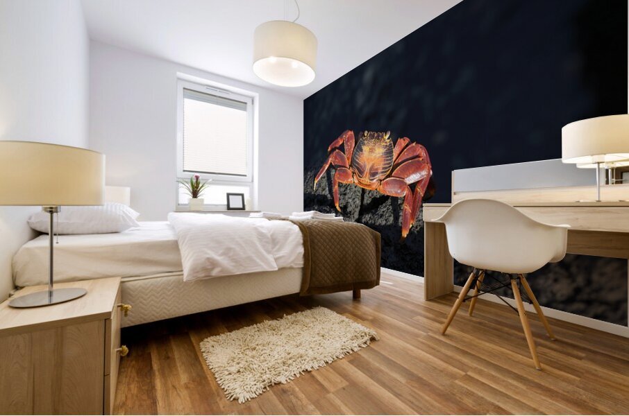 Sally Lightfoot crab Grapsus grapsus on black lava Punta Espinosa Fernandina Island Galapagos  Islands Ecuador Mural print