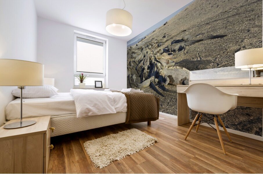 Group of Marine Iguanas Punta Espinosa Fernandina Island Galapagos Islands Ecuador Mural print