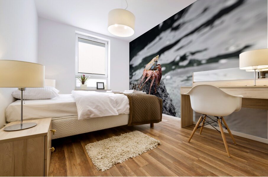 Sally Lightfoot crab Grapsus grapsus Urbina Bay Isabela Island Galapagos Islands Ecuador Mural print