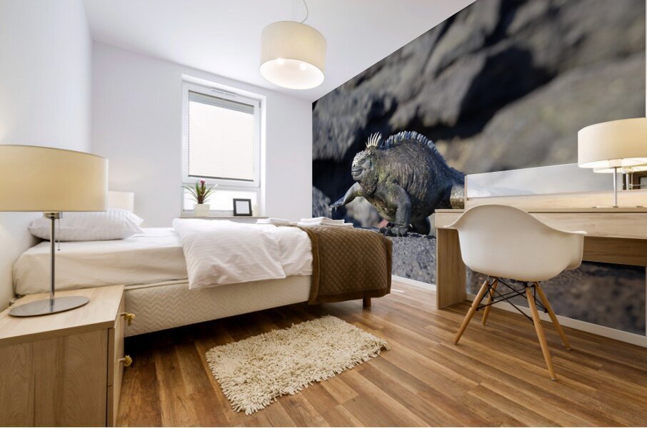 Marine Iguana Amblyrhynchus cristatus walking Punta Espinosa Fernandina Island Galapagos Islands Ecuador Mural print