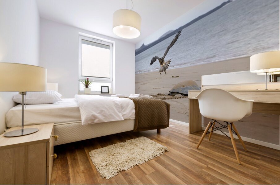 Galapagos Hawk Buteo galapagoensis flying above a Galapagos green turtle Playa Espumilla Santiago Island Galapagos Islands Ecuador
 Mural print