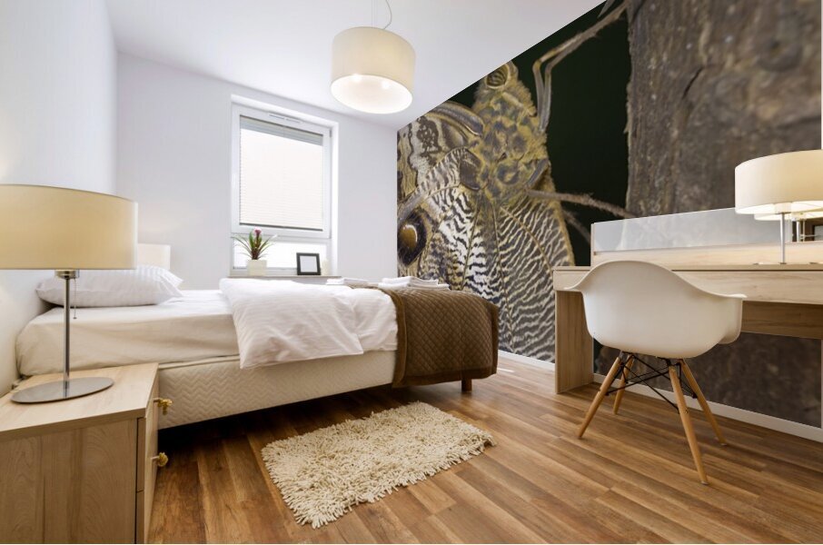 Owl butterfly Caligo idomeneus in the Amazon rainforest Amazon Ecuador Mural print