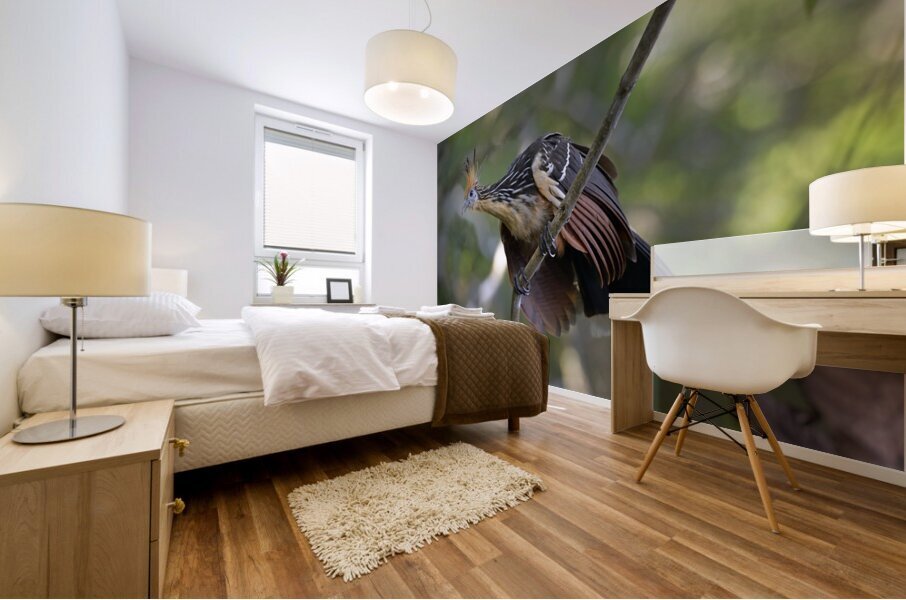 Hoatzin Opisthocomus hoazin on a branch La Selva Jungle Eco Lodge Amazon Basin Ecuador
 Mural print