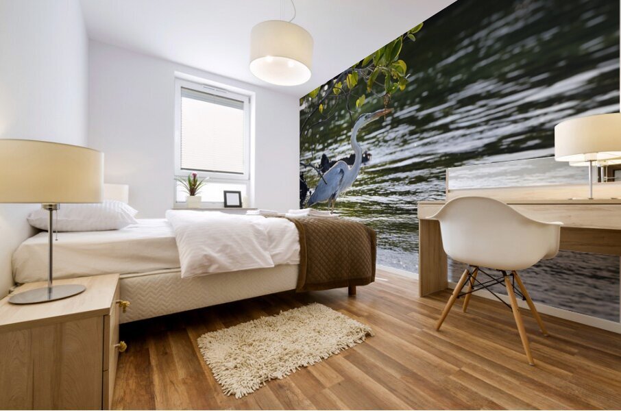 Great Blue Heron Ardea herodias Elizabeth Bay Isabela Island Galapagos Islands Ecuador Mural print