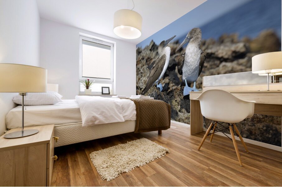 Blue footed Booby Sula nebouxii Punta Moreno Isabela Island Galapagos Islands Ecuador Mural print