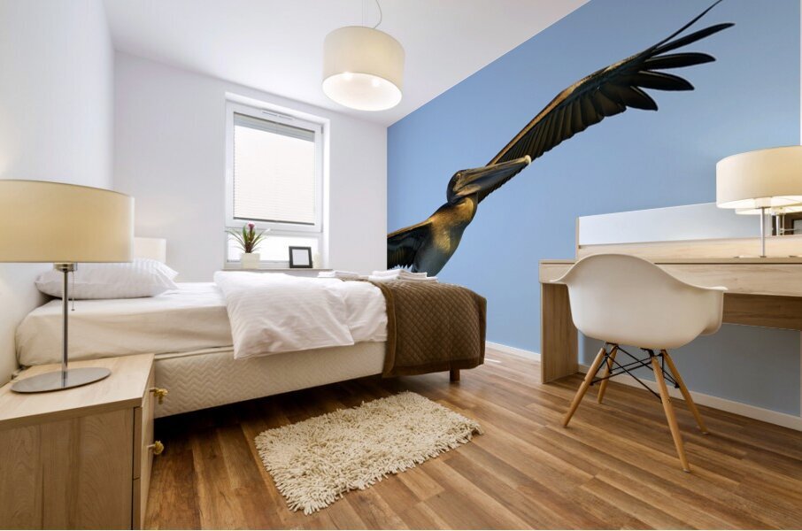 Brown Pelican Pelecanus occidentalis Elizabeth Bay Isabela Island Galapagos Islands Ecuador Mural print