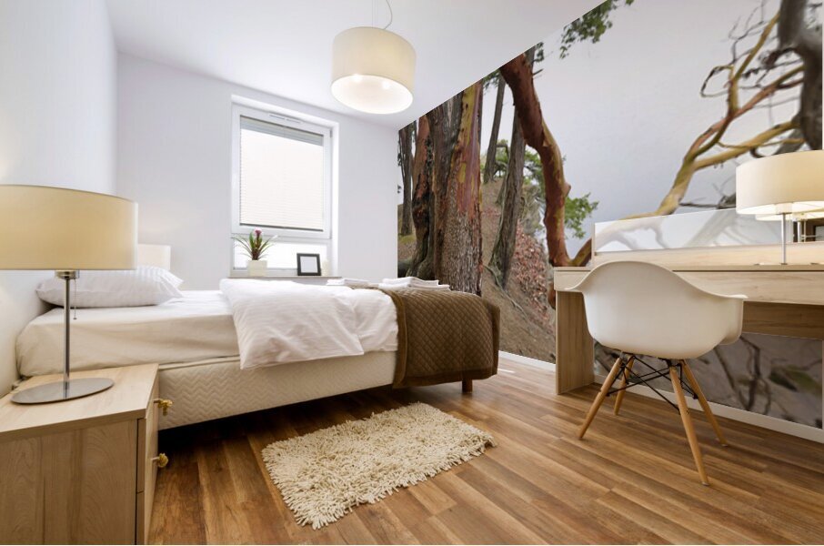 Arbutus tree at Panther Point  Mural print