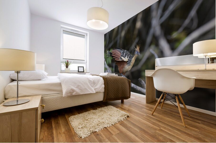 Hoatzin Opisthocomus hoazin on a branch over Lake Garzacocha La Selva Jungle Eco Lodge Amazon Basin Ecuador Mural print