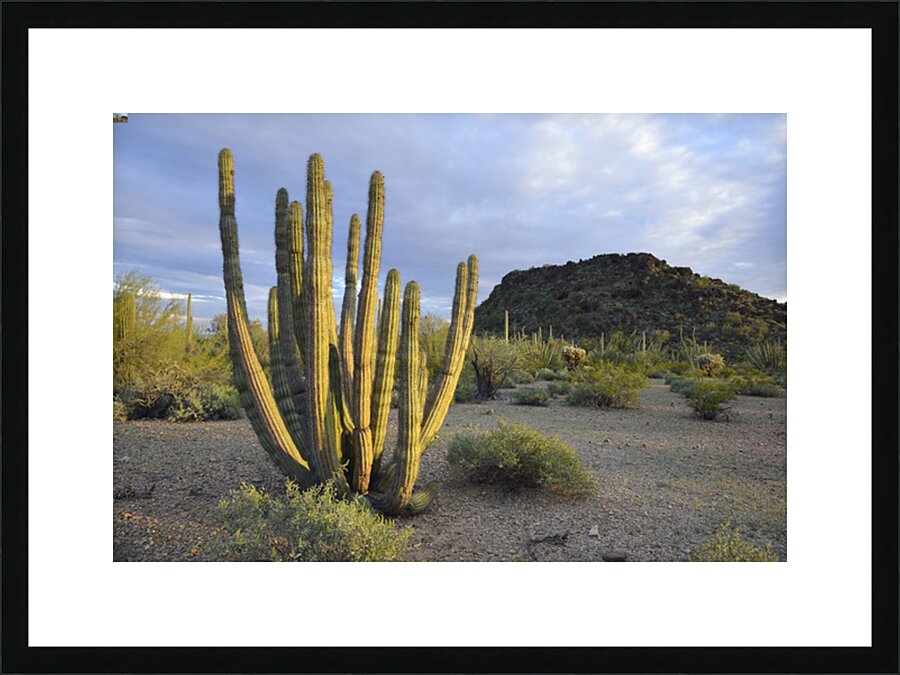 Organ Pipe Cactus Picture Frame print