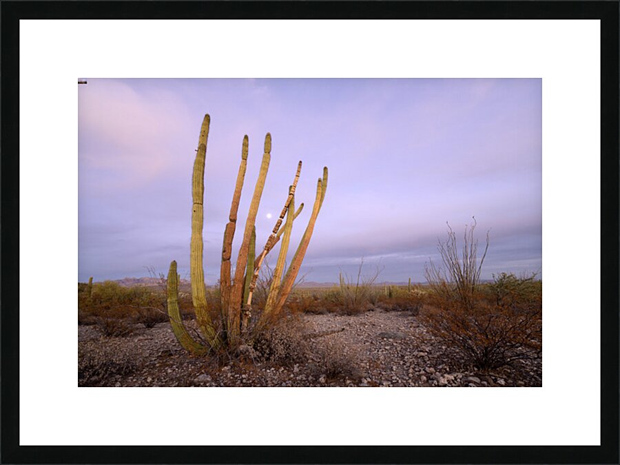 Organ Pipe Cactus Picture Frame print