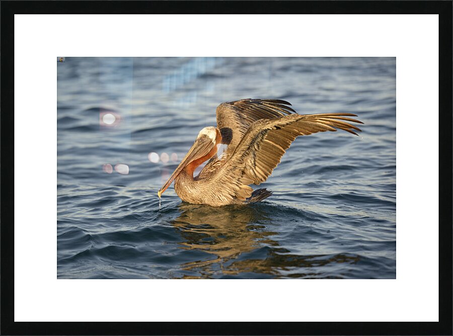 Brown Pelican  Picture Frame print