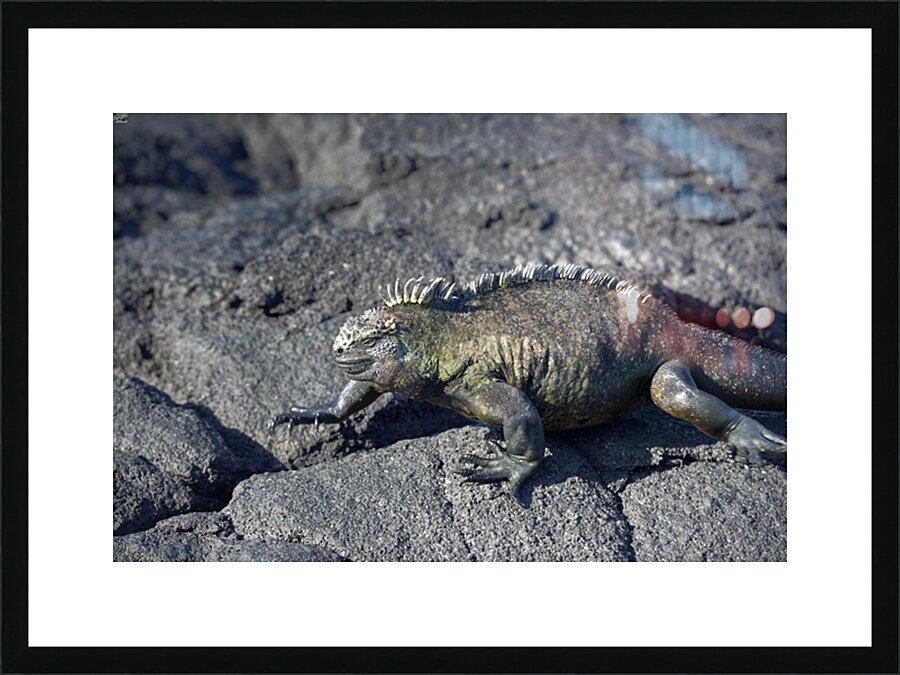 Marine Iguana Picture Frame print