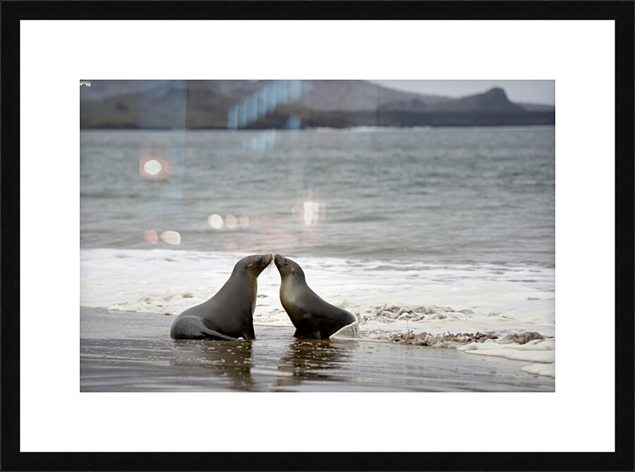 Galapagos sea lions Picture Frame print