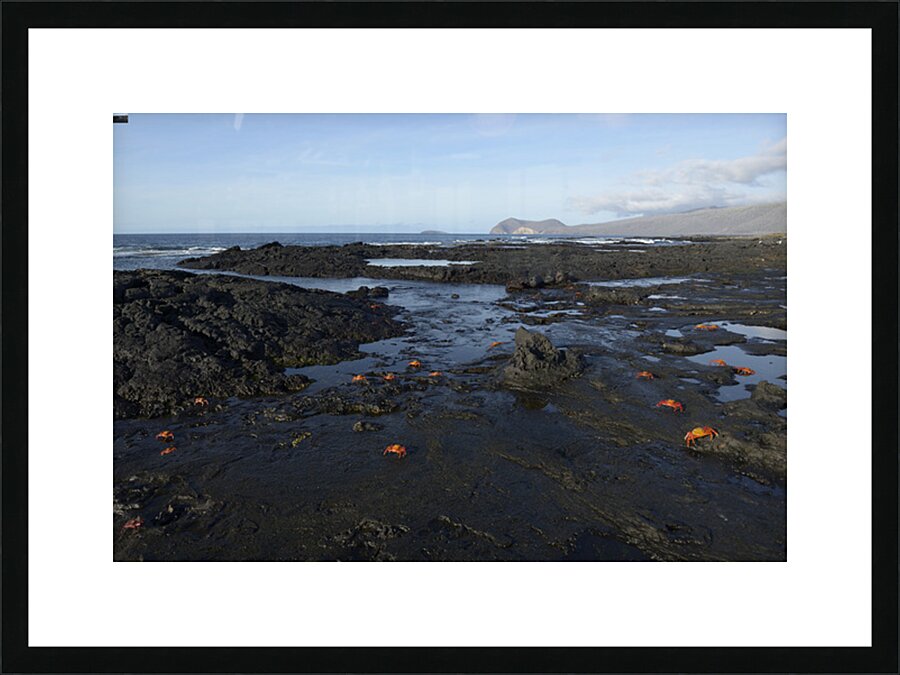 Sally Lightfoot crabs Picture Frame print
