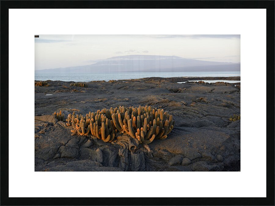 Lava Cactus Picture Frame print