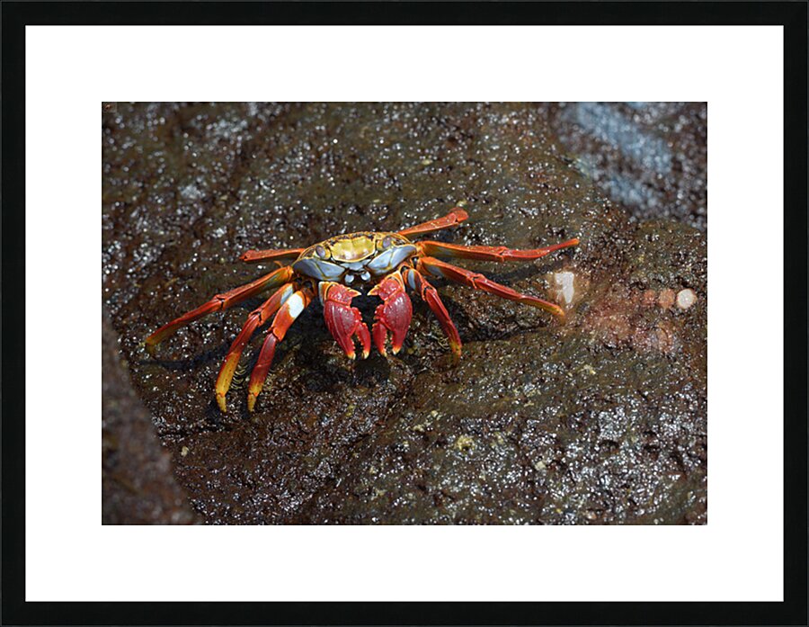 Sally Lightfoot crab Picture Frame print
