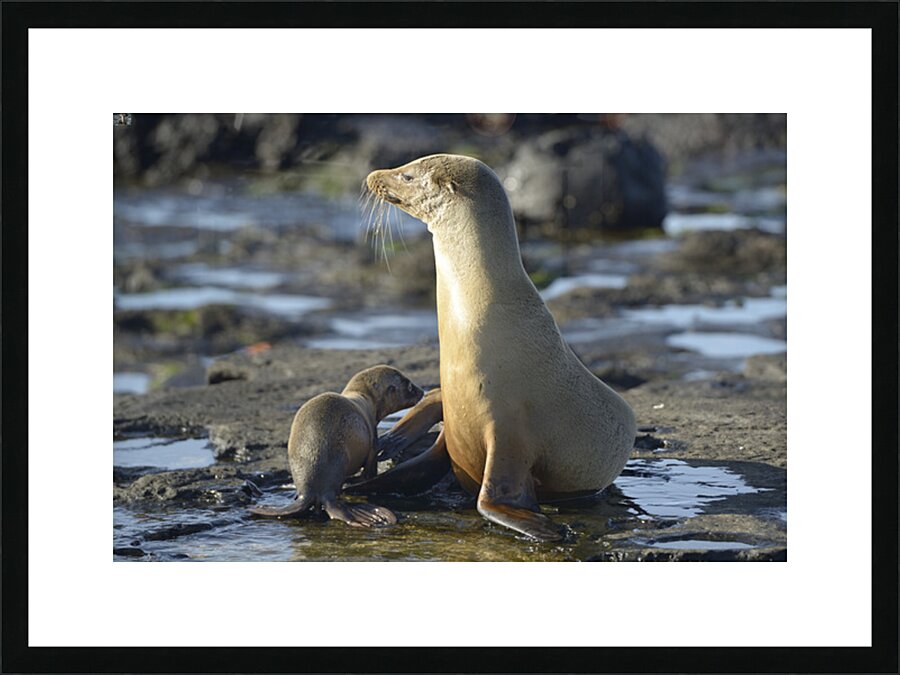 Galapagos sea lion Picture Frame print