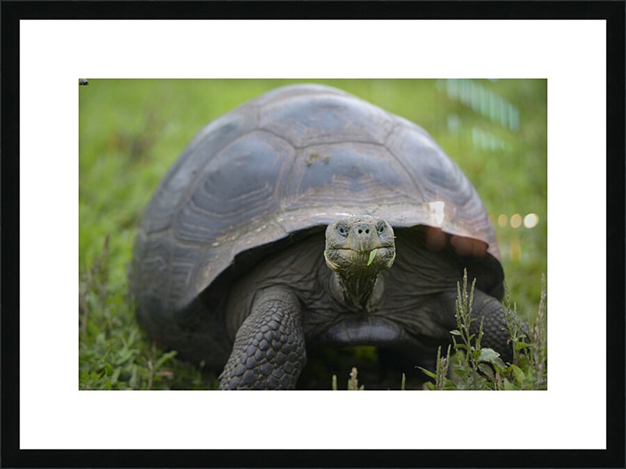 Galapagos giant tortoise Picture Frame print