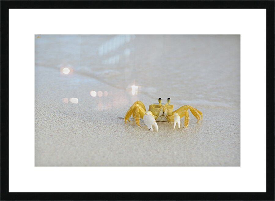 Ghost Crab Picture Frame print