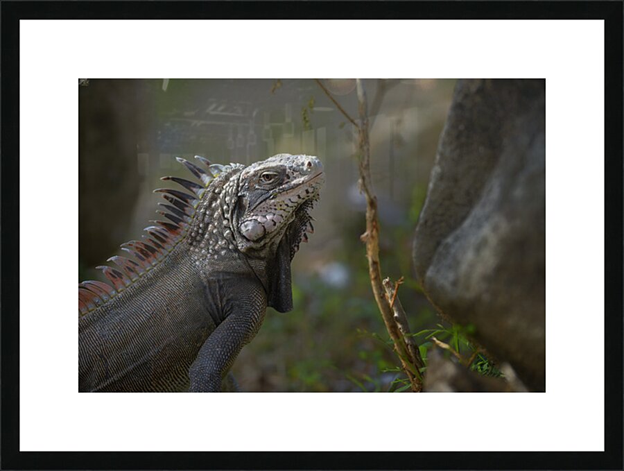 Green Iguana Picture Frame print
