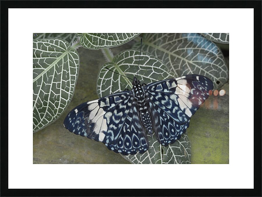 Hamadryas amphinome butterfly Picture Frame print