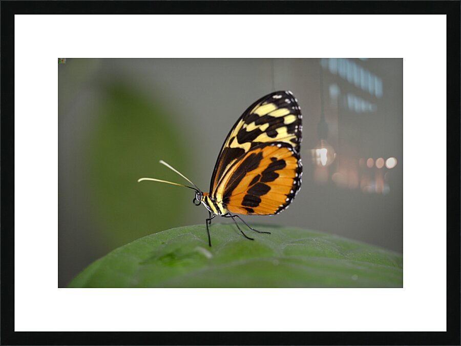 Heliconius Butterfly Picture Frame print