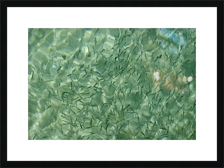 Small reef fish Picture Frame print