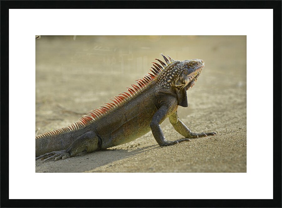 Green Iguana Picture Frame print
