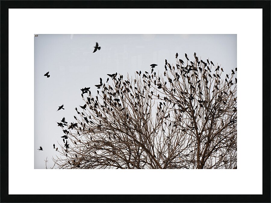 Birds in Flight Picture Frame print