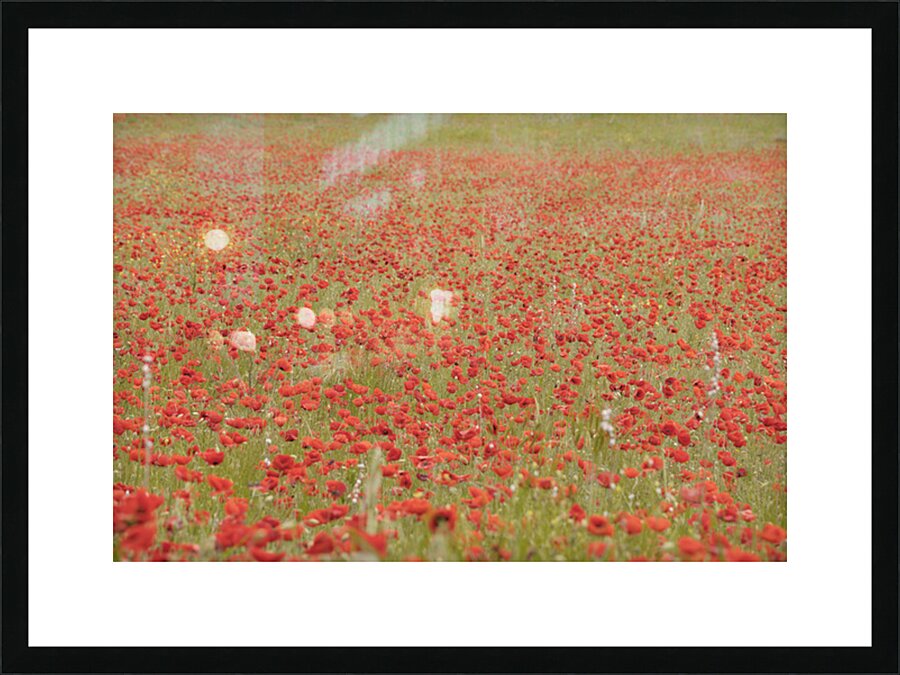 Red poppies - Roussillon Picture Frame print