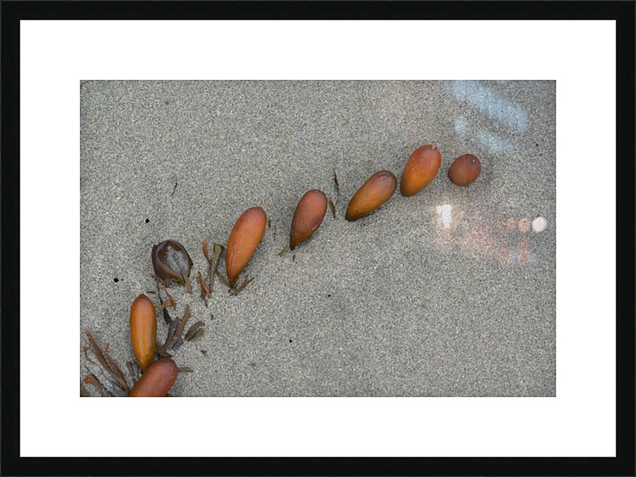 Seaweed floats - Florencia Beach Picture Frame print
