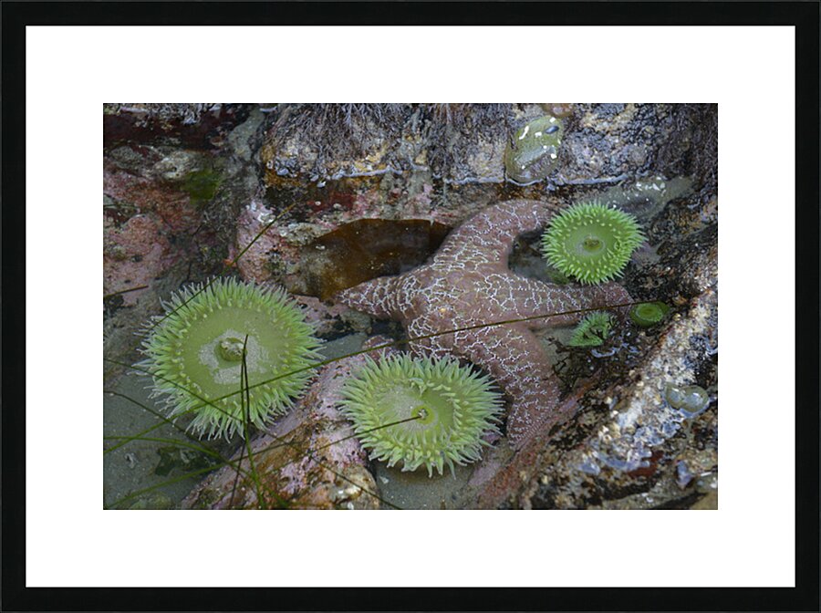 Anemones and eel grass in a tidepool Picture Frame print