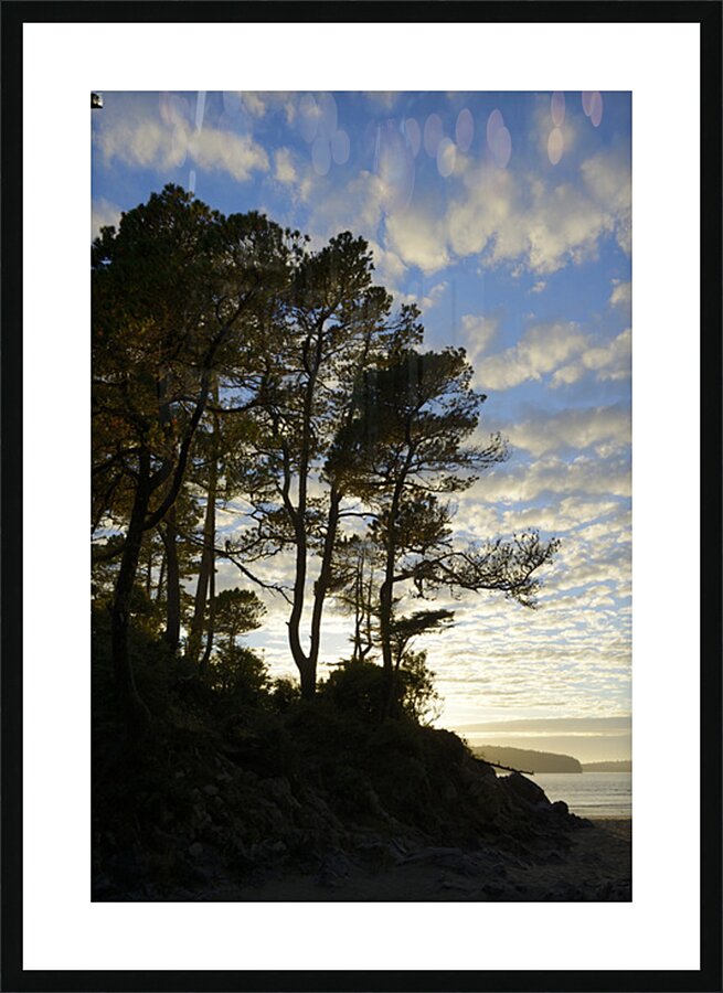 Gnarled trees at sunset Picture Frame print