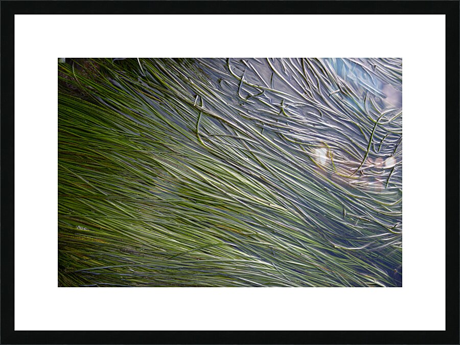 Eel grass in a tide pool Picture Frame print