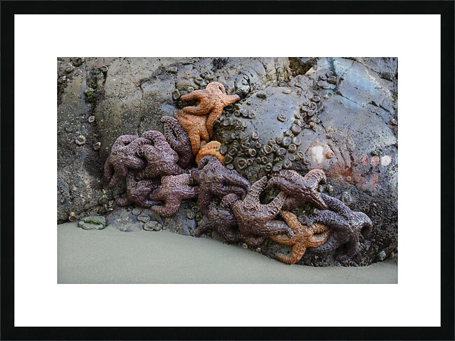 Sea stars on the rocks at Tonquin Beach Picture Frame print