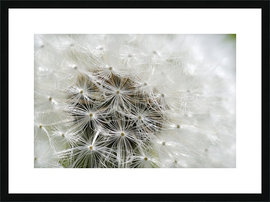 Dandelion Cowichan Valley Vancouver Island British Columbia Canada Picture Frame print