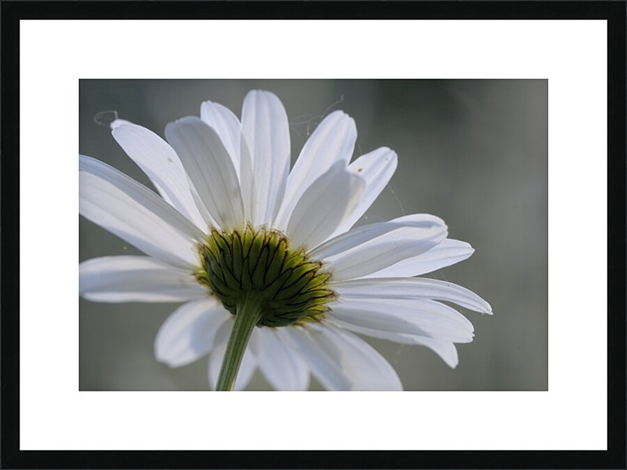 Daisy Cowichan Valley Vancouver Island British Columbia Canada Picture Frame print