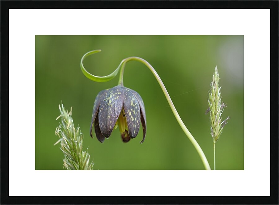 Chocolate Lily Fritillaria affinis Cowichan Valley Vancouver Island British Columbia Canada Picture Frame print