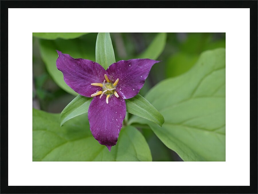 Western Trillium Trillium ovatum Cowichan Valley Vancouver Island British Columbia Canada Picture Frame print