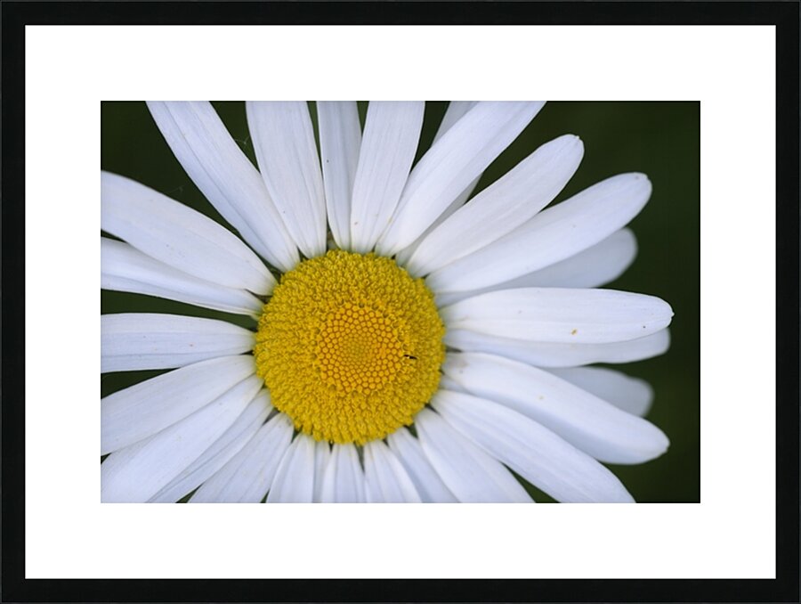 Daisy Cowichan Valley Vancouver Island British Columbia Canada Picture Frame print