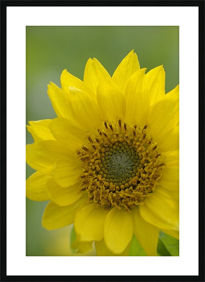 Deltoid Balsamroot Balsamorhiza deltoidea Cowichan Valley Vancouver Island British Columbia Canada Picture Frame print