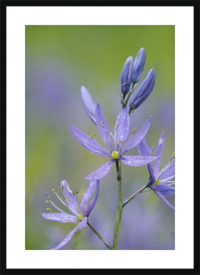 Common Camas Camassia quamash Cowichan Valley Vancouver Island British Columbia Canada Picture Frame print