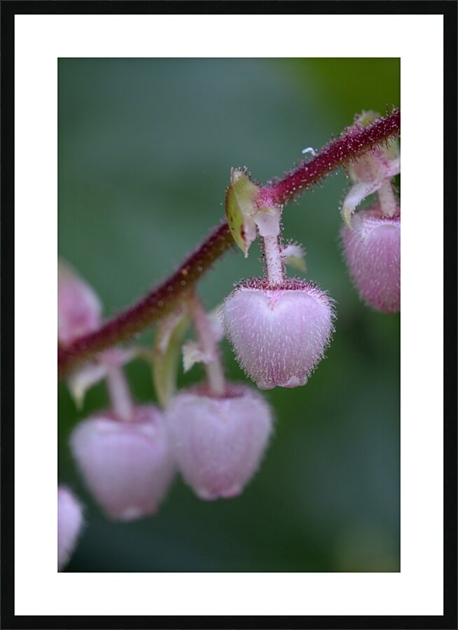 Salal Gaultheria shallon Cowichan Valley Vancouver Island British Columbia Canada Picture Frame print