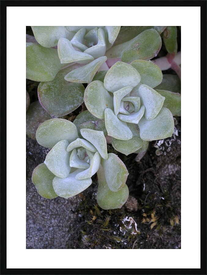 Broadleaf Stonecrop Collinsia parviflora Sedum spathulifolium Cowichan Valley Vancouver Island British Columbia Canada Picture Frame print