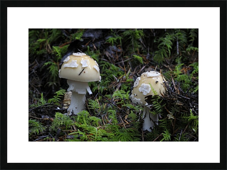 Mushroom Picture Frame print