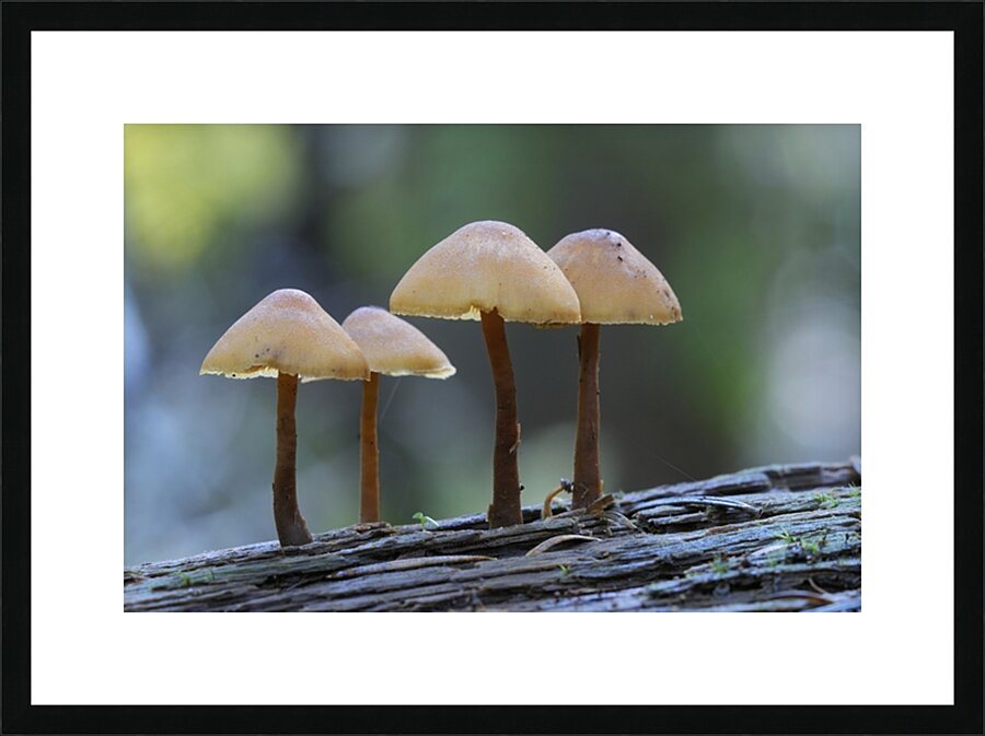 Mycena Mushroom Picture Frame print