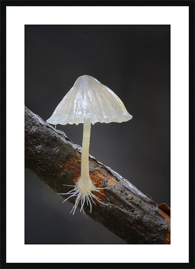 Small translucent mushroom on dead tree branch showing roots Picture Frame print