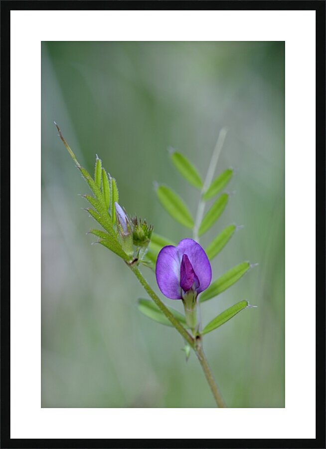 Purple wildflower Cowichan Valley Vancouver Island British Columbia Canada Picture Frame print