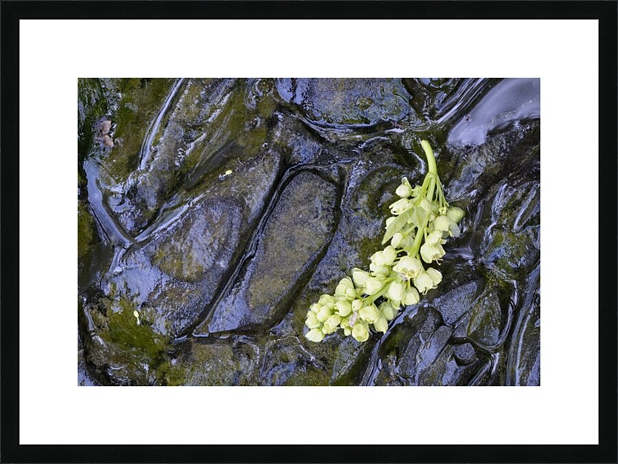 Big Leaf Maple Flower Cowichan Valley Vancouver Island British Columbia Canada Picture Frame print